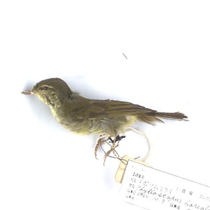 メボソムシクイ