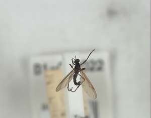 ハエ類等標本（田中コレコション）