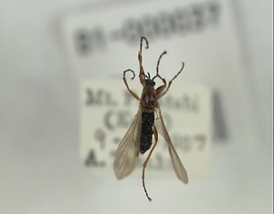 ウスイロアシブトケバエ