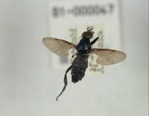 ハグロケバエ