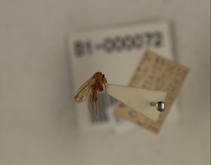 ハエ類等標本（田中コレコション）