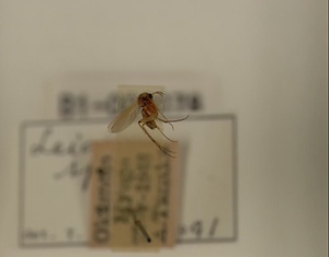 ハエ類等標本（田中コレコション）