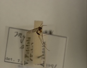 ハエ類等標本（田中コレコション）