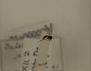 ハエ類等標本（田中コレコション）