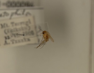 イグチナミキノコバエ