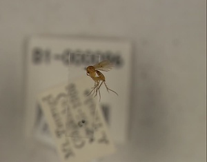 ナカモンナミキノコバエ