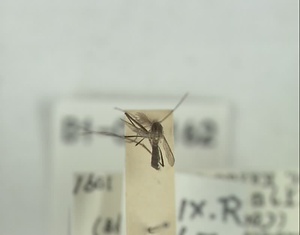 オオクロヤブカ