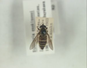 エノキゾノアブ