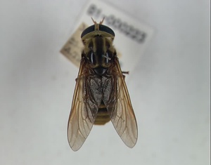 アカウシアブ