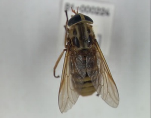 アカウシアブ