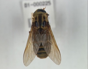 アカウシアブ