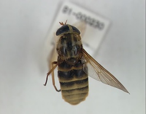 アカウシアブ