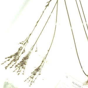 キバナノマツバニンジン