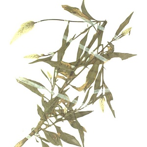 ノゲイトウ