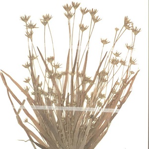 ニッポンイヌノヒゲ