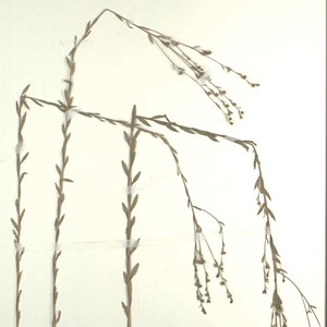 キバナノマツバニンジン