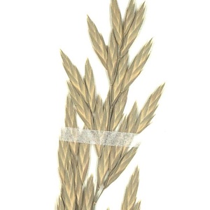 イヌムギ