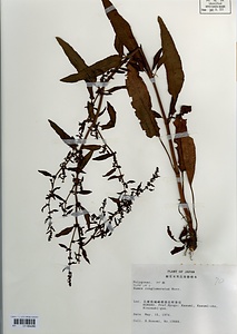 アレチギシギシ