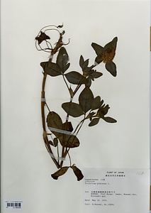 ムラサキツメクサ