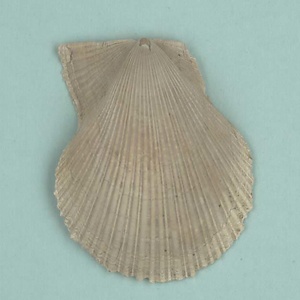 兵庫県産化石一式