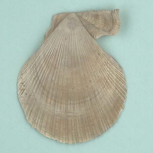 兵庫県産化石一式