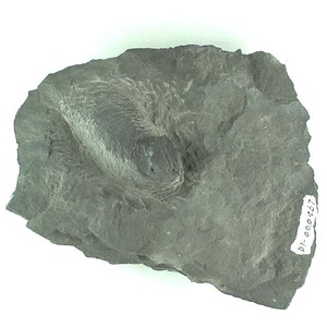 兵庫県産化石採集委託成果品（１９９０年度