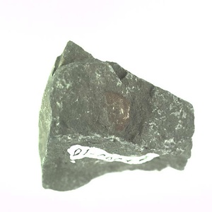 兵庫県産化石採集委託成果品（１９９０年度