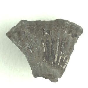 兵庫県産化石採集委託成果品（１９９０年度