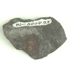 兵庫県産化石採集委託成果品（１９９０年度