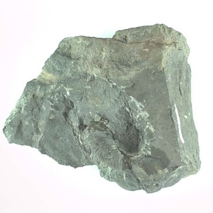 兵庫県産化石採集委託成果品（１９９０年度