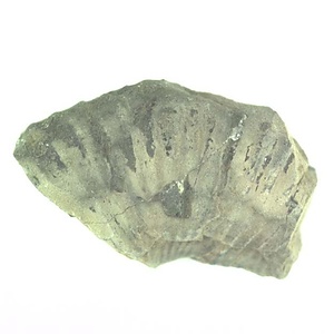 兵庫県産化石採集委託成果品（１９９０年度