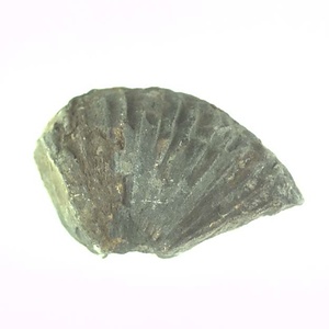 兵庫県産化石採集委託成果品（１９９０年度