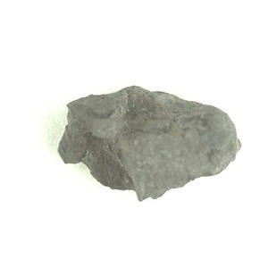 兵庫県産化石採集委託成果品（１９９０年度