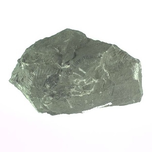 兵庫県産化石採集委託成果品（１９９０年度