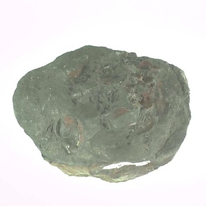 兵庫県産化石採集委託成果品（１９９０年度