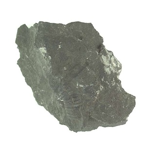 兵庫県産化石採集委託成果品（１９９０年度