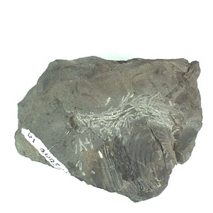 兵庫県産化石採集委託成果品（１９９０年度