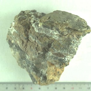 ノストセラス・ヘトナイエンゼ（アンモナイト）