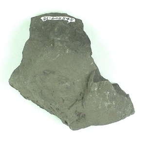 植物、アンモナイト