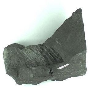 兵庫県産化石採集委託成果品（１９９０年度