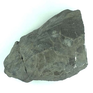 兵庫県産化石採集委託成果品（１９９０年度