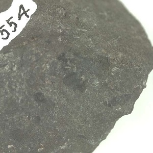 兵庫県産化石採集委託成果品（１９９０年度