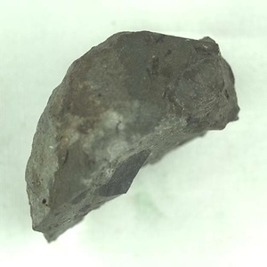 兵庫県産化石採集委託成果品（１９９０年度