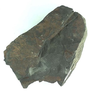 兵庫県産化石採集委託成果品（１９９０年度