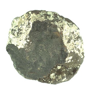 兵庫県産化石採集委託成果品（１９９０年度