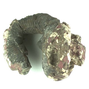 兵庫県産化石採集委託成果品（１９９０年度）