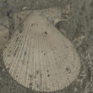 高塚山層産貝化石