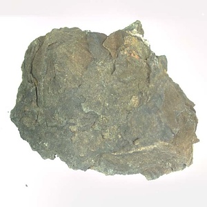 Monotis (Entomonotis) ochotica pachypleura-type