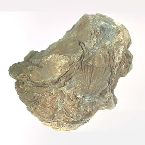 Monotis (Entomonotis) ochotica pachypleura-type