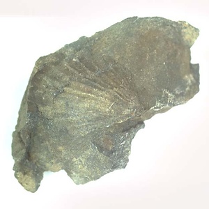 Monotis (Entomonotis) ochotica pachypleura-type